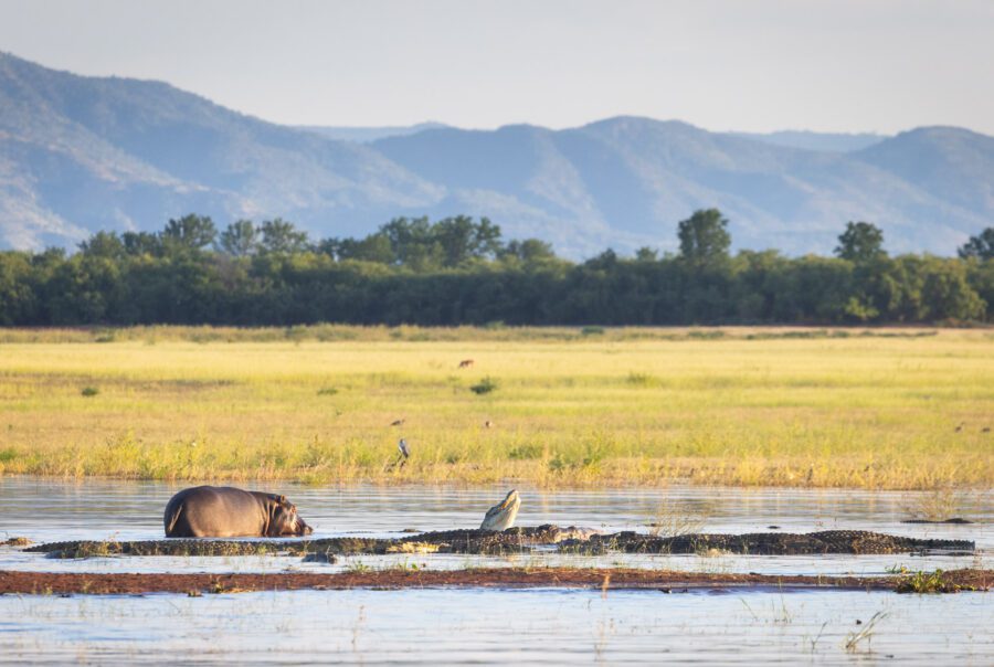 © Fothergill - Matusadona - Zimbabwe