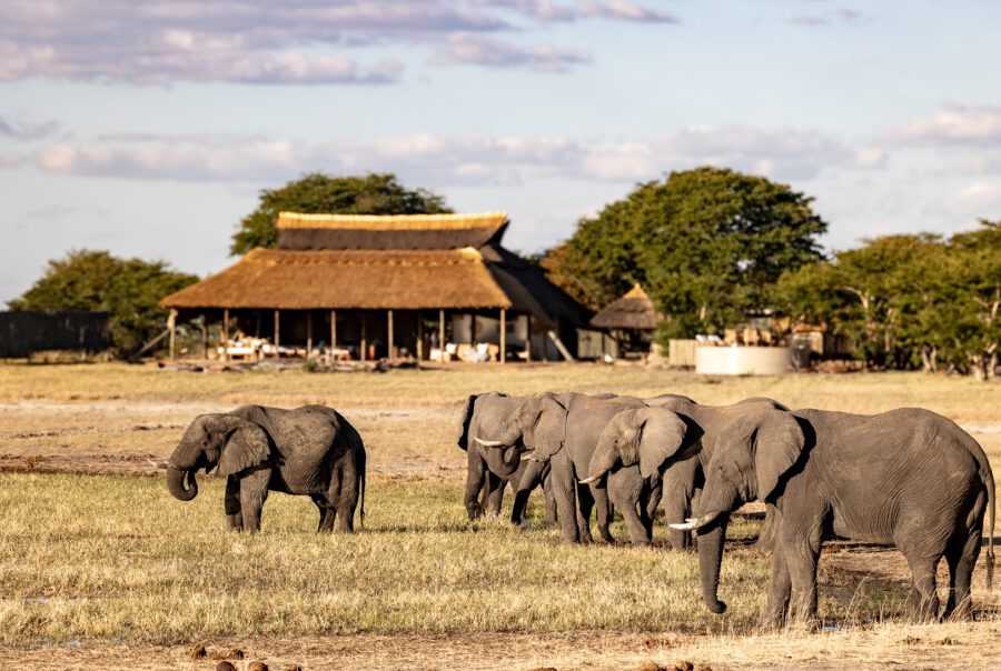 © Camp Hwange Zimbabwe